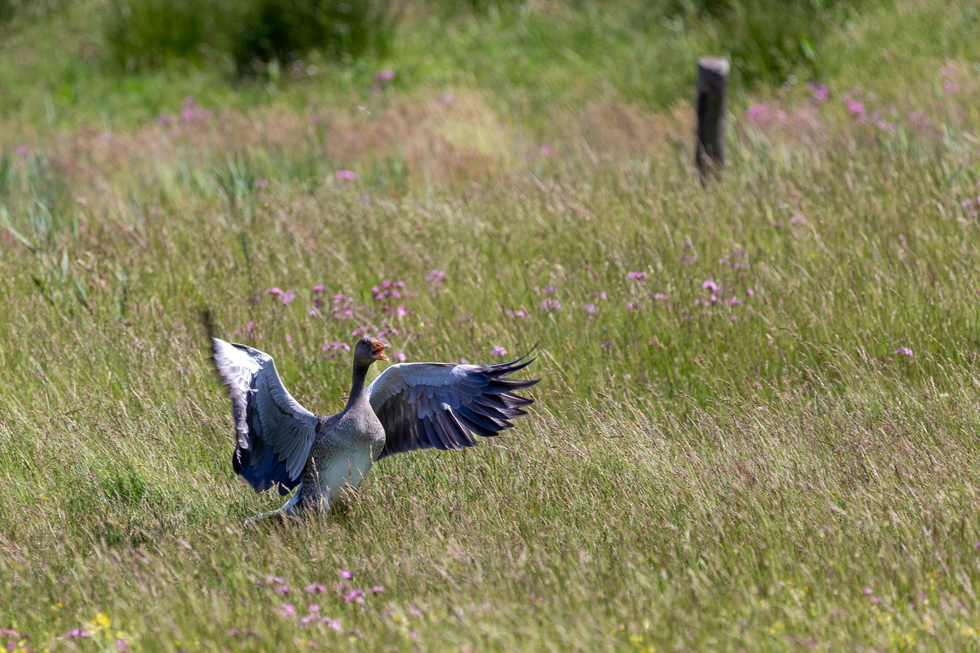 Reiger met uitgespreide vleugels in een grasveld met roze wilde bloemen.