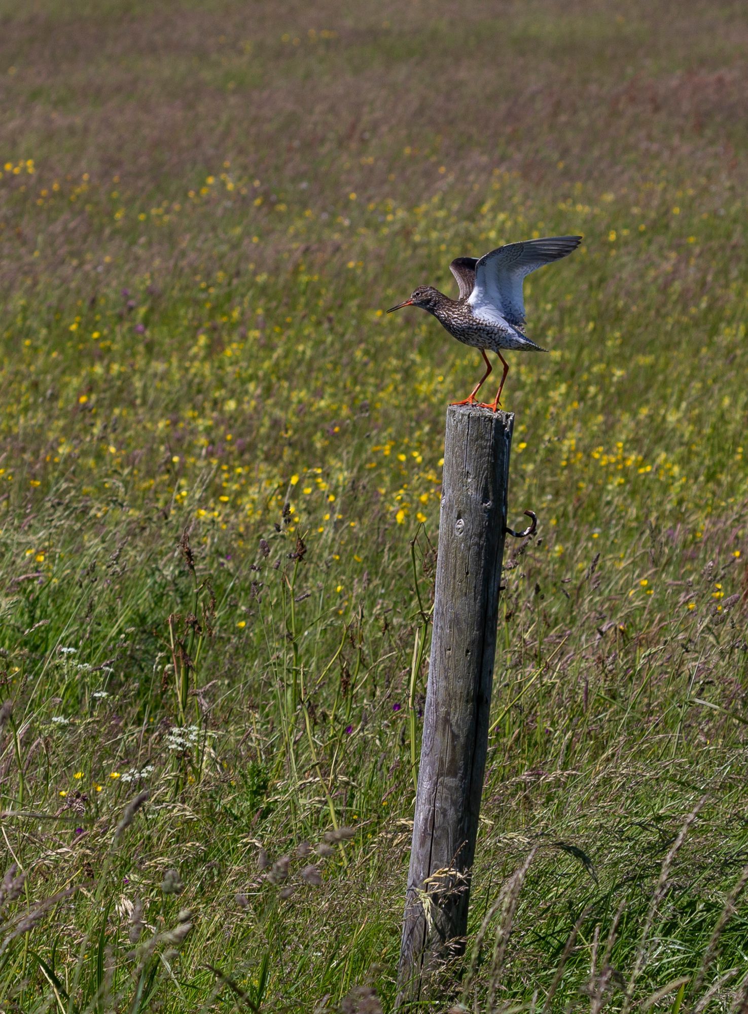 Een vogel zit op een verweerde paal in een grasveld, met gespreide vleugels.