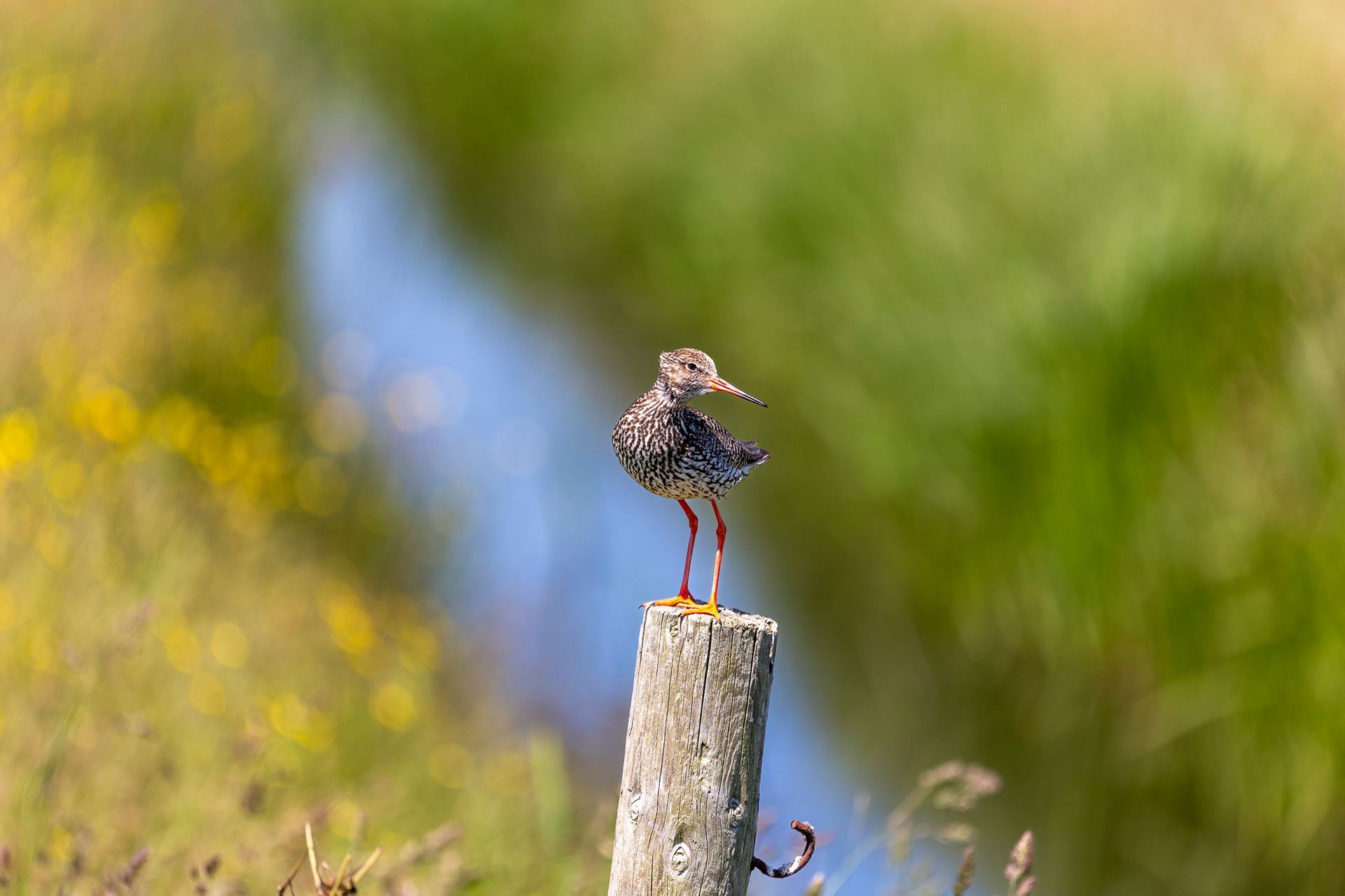Klein vogeltje neergestreken op een verweerde paal in een grasrijk moerasgebied.
