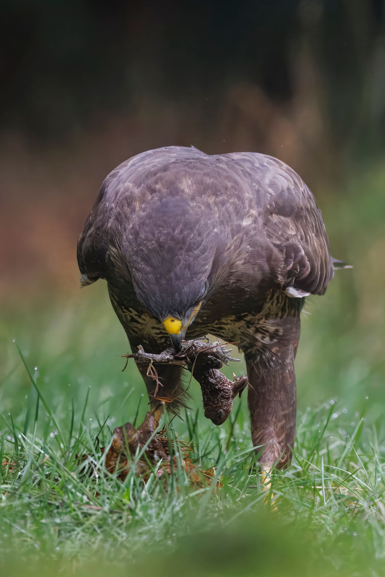 Bruine vogel staand in nat gras, kop naar beneden om prooi te pikken.