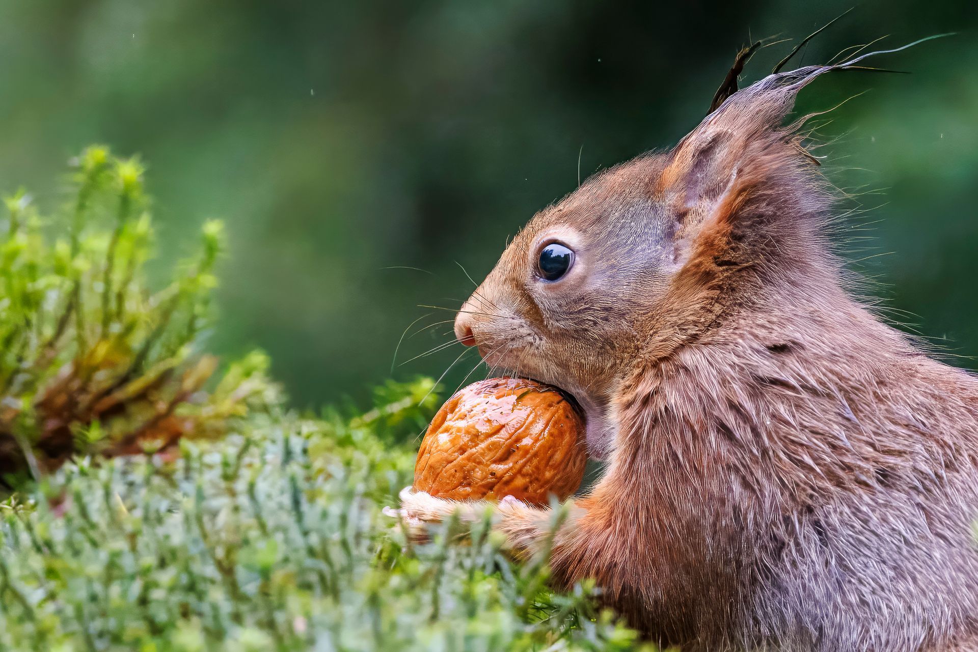 Bruine eekhoorn met een eikel in het groene gebladerte