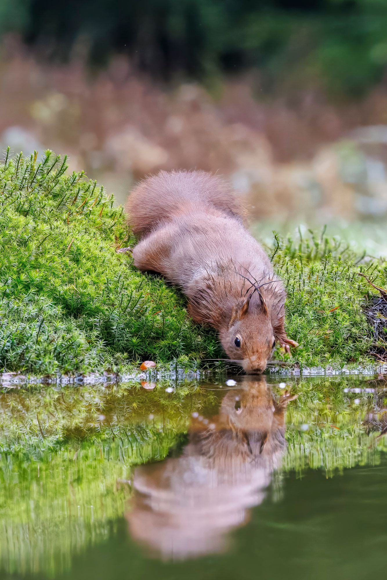 Een bruine eekhoorn drinkt uit een vijver naast groene struiken, met een weerspiegeling in het water.