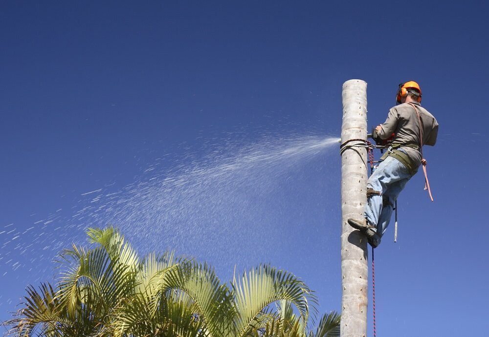 A Man Is Spraying Water from The Top of A Tree — Boyne Island Tree Services in Calliope, QLD