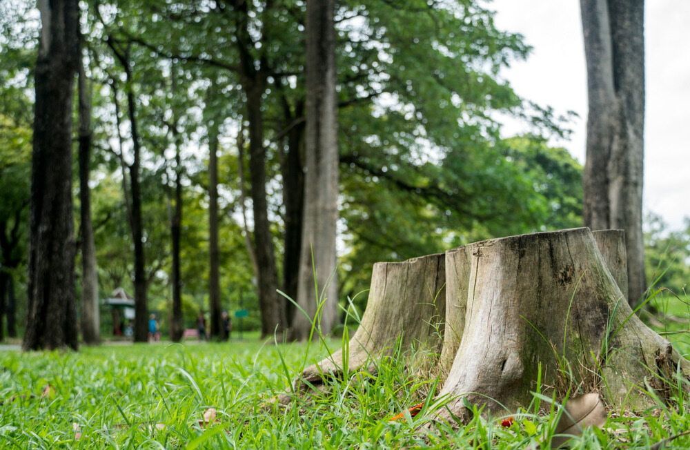 A Group of Tree Stumps Sitting in The Grass in A Park — Boyne Island Tree Services in Boyne Island, QLD