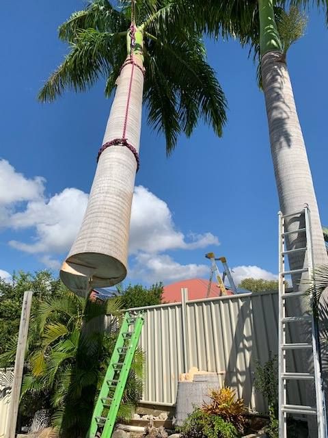 A Large Palm Tree Is Being Lifted by A Crane — Boyne Island Tree Services in Boyne Island, QLD