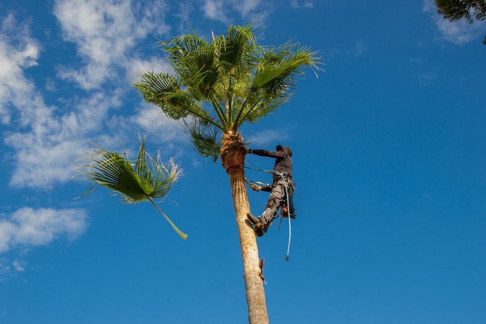 A Man Is Climbing up A Palm Tree — Boyne Island Tree Services in Gladstone, QLD