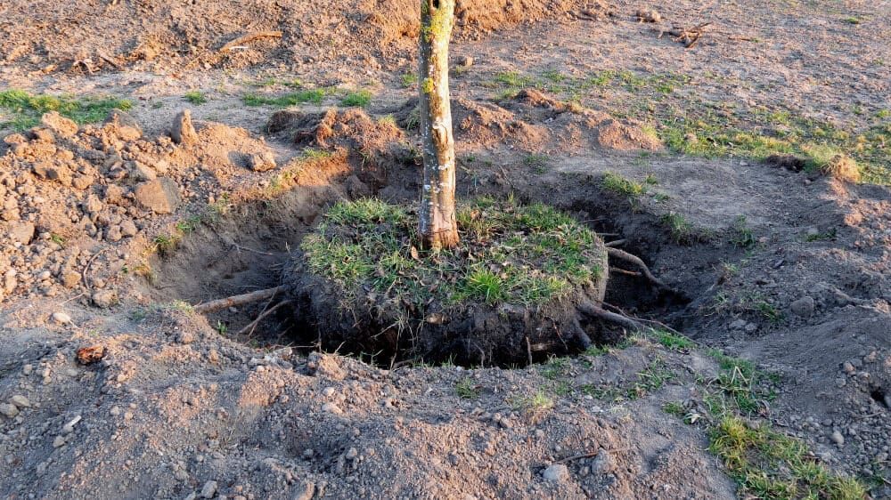 A Tree Is Being Planted in A Hole in The Ground — Boyne Island Tree Services in Calliope, QLD