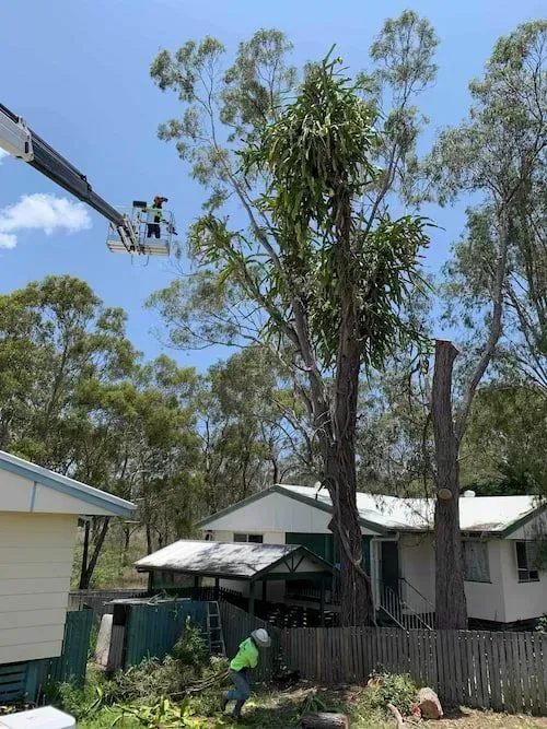 Tree trimming by a person in a cherry picker and another on the ground, near houses with a fence, under a blue sky — Boyne Island Tree Services in Boyne Island, QLD