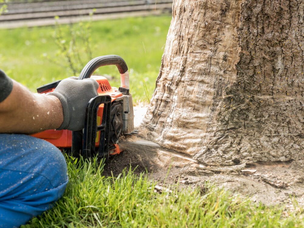 A Man Is Cutting a Tree with A Chainsaw — Boyne Island Tree Services in Boyne Island, QLD