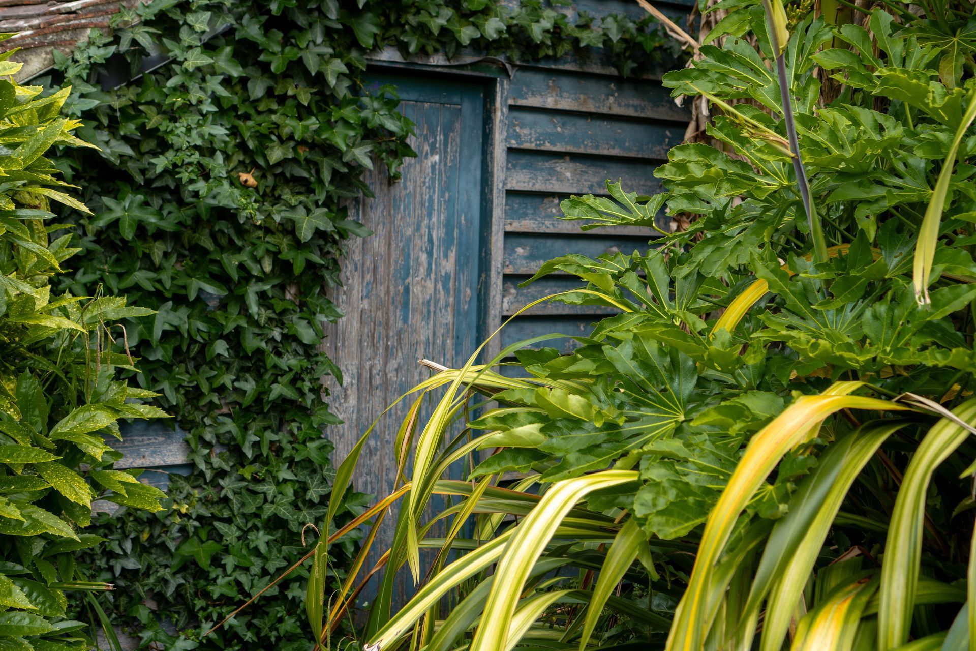 Old garden shed overgrown with ivy