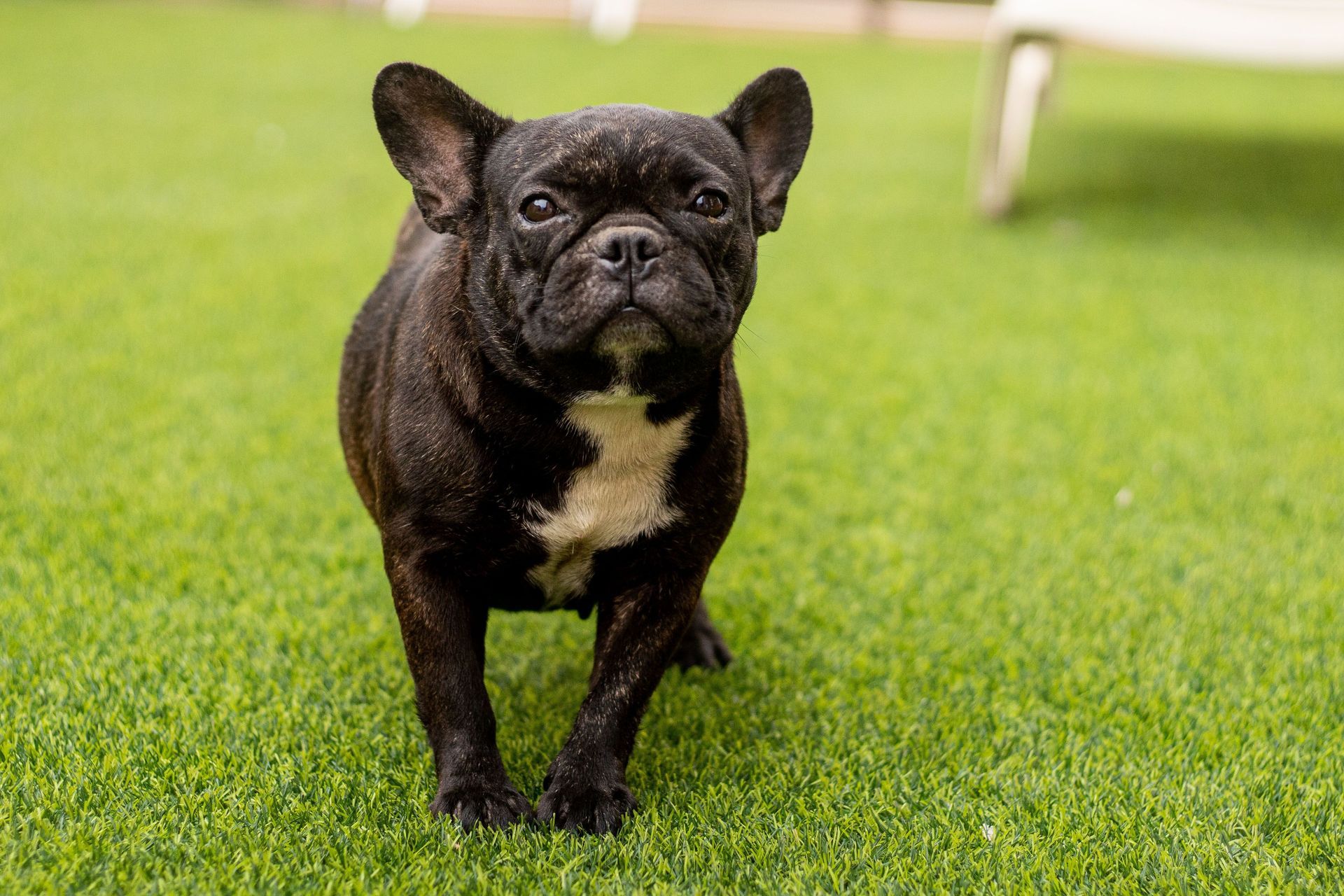 French bulldog standing on an artificial grass lawn