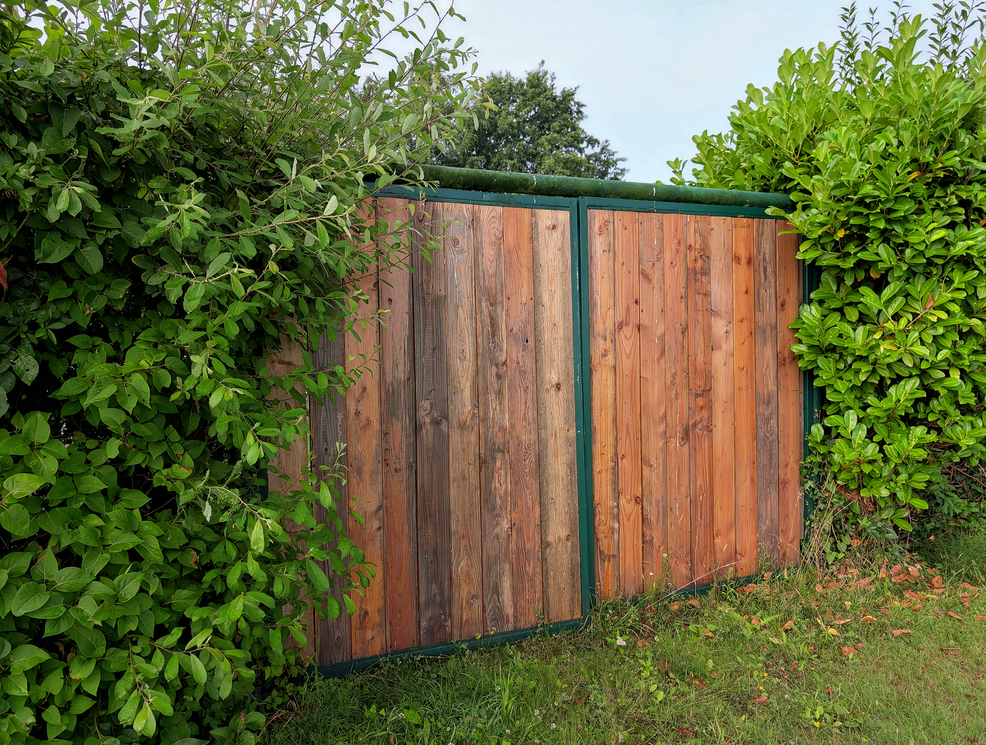 Wooden garden gates set between green hedges