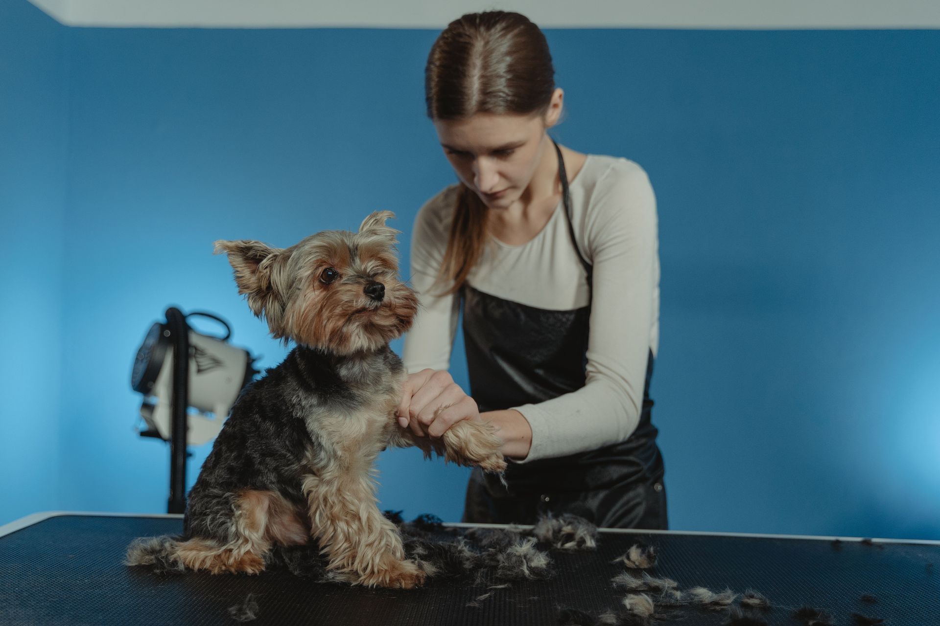 Dog groomer trimming a Yorkshire terrier on a grooming table