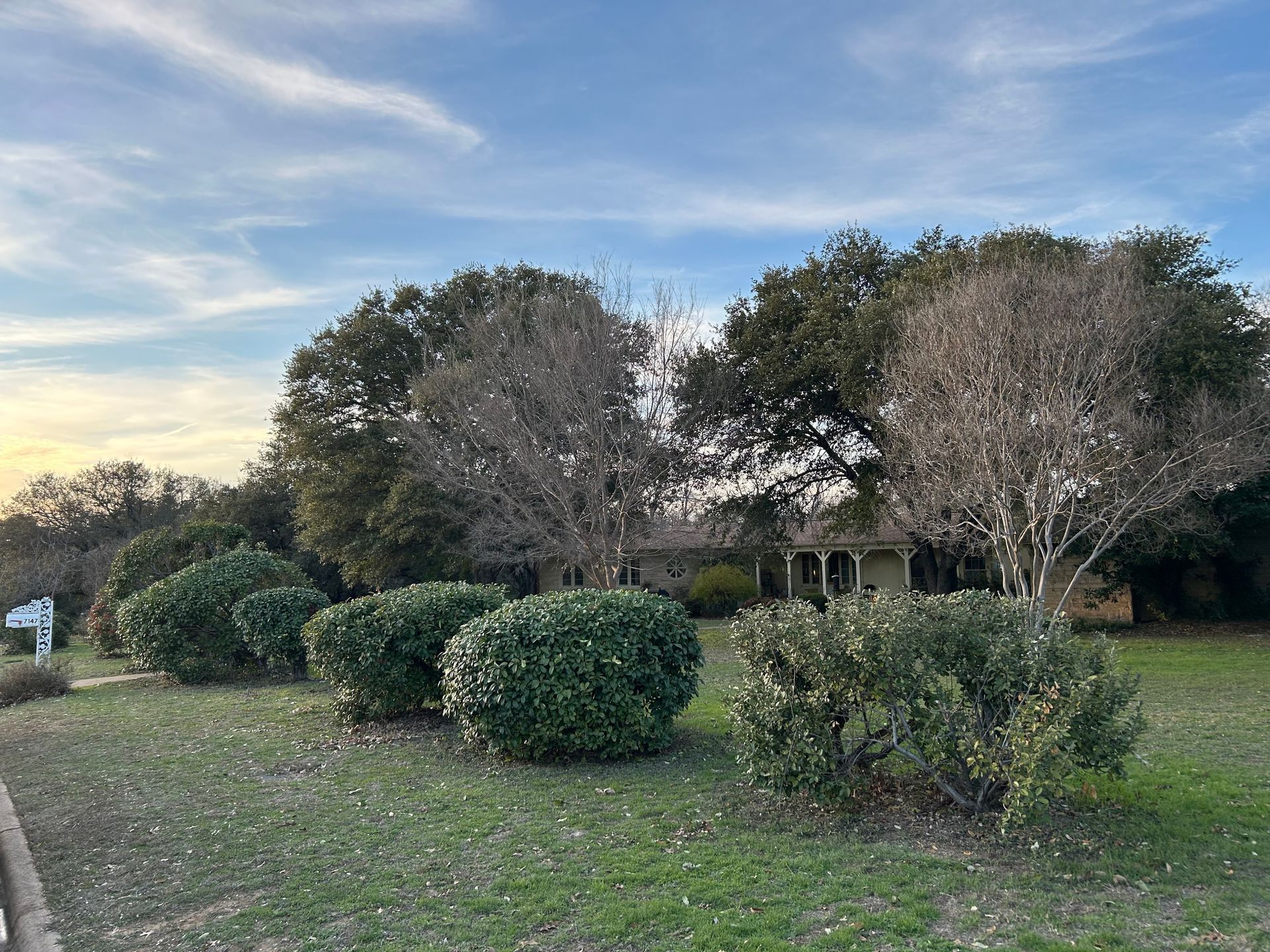 A row of bushes and trees in a field with a house in the background.