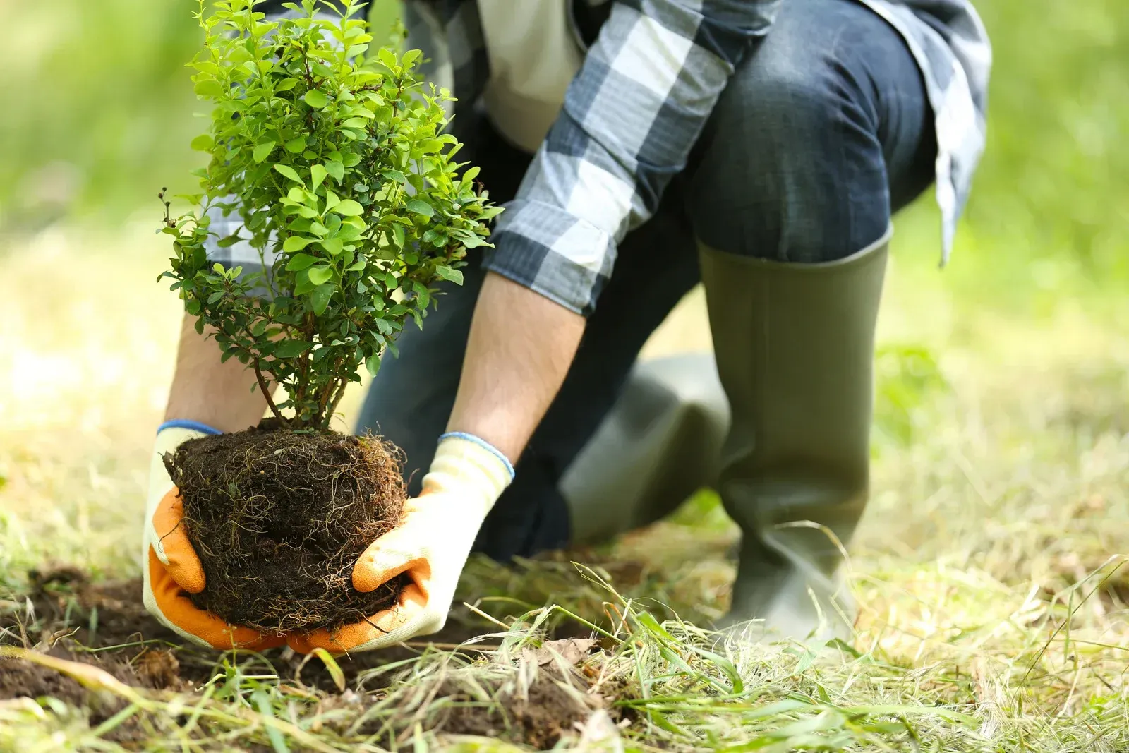 A person is planting a small tree in the ground.