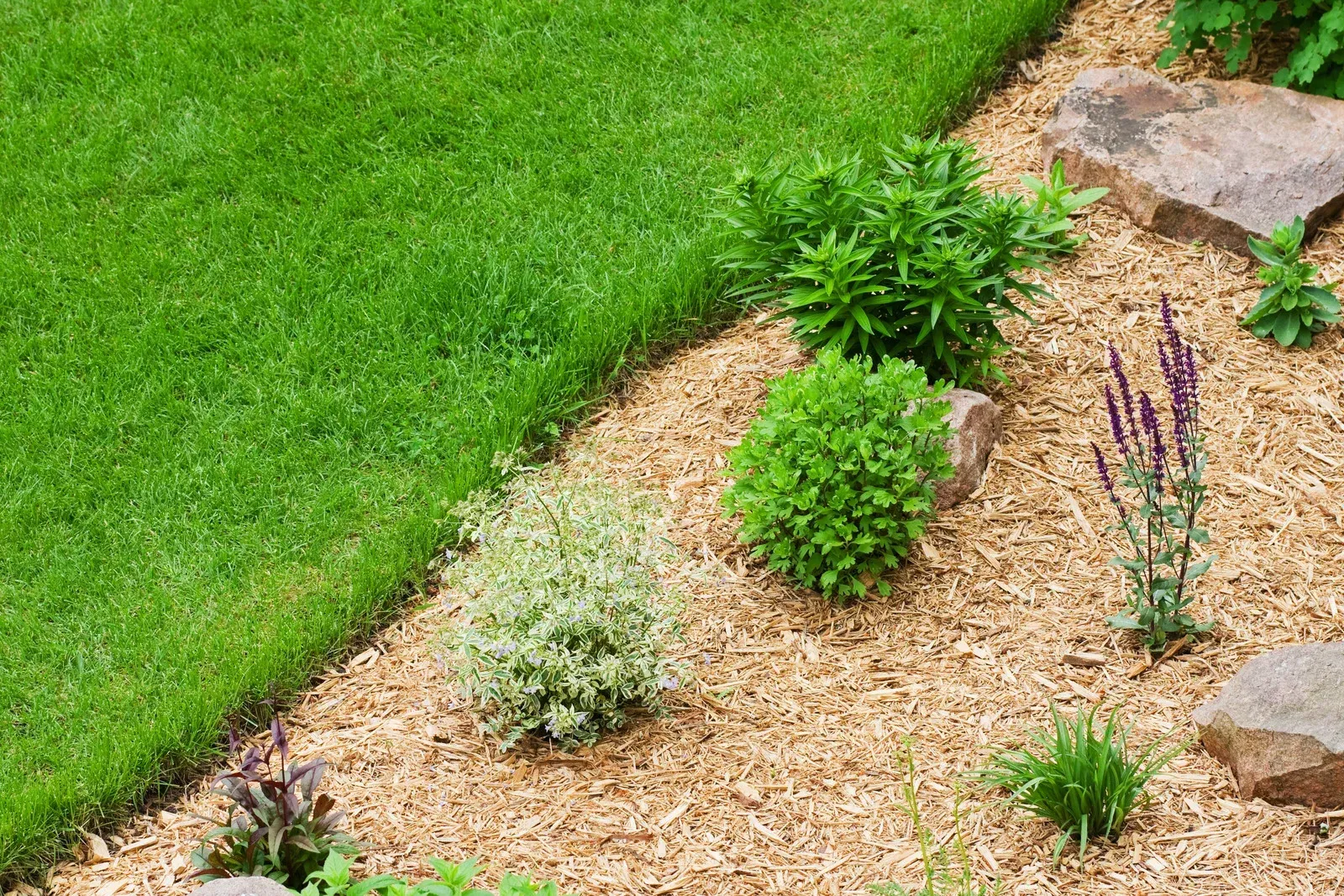 A lush green lawn with a border of mulch and rocks.