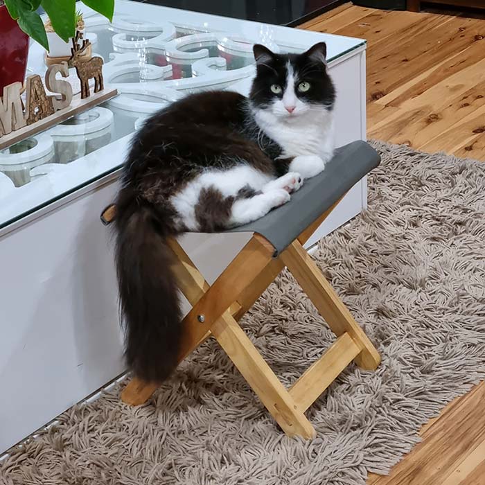 Jai Gordon — Athlete — Pet Cat Oscar