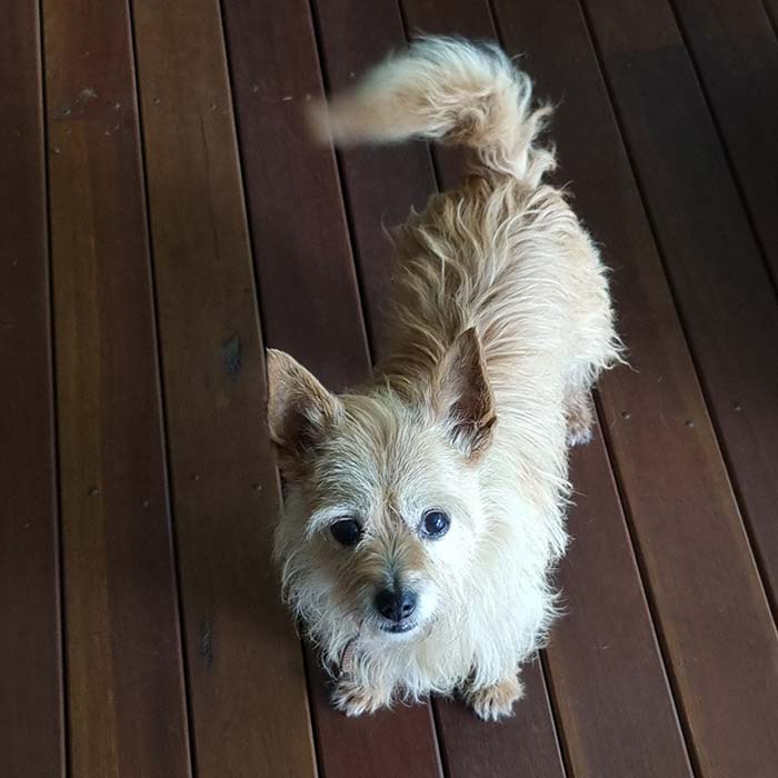 Jai Gordon — Athlete — Pet Dog Sally