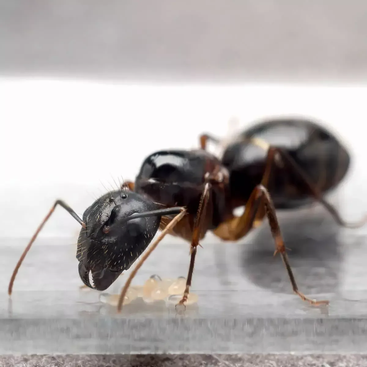 A black ant sits on a smooth surface, tending to a small cluster of pale, translucent eggs.