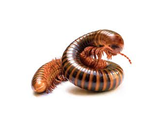 A coiled brown and black millipede with many legs curled on a plain white background.