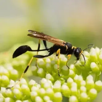 Black-and-yellow wasp on a green flower cluster, side view