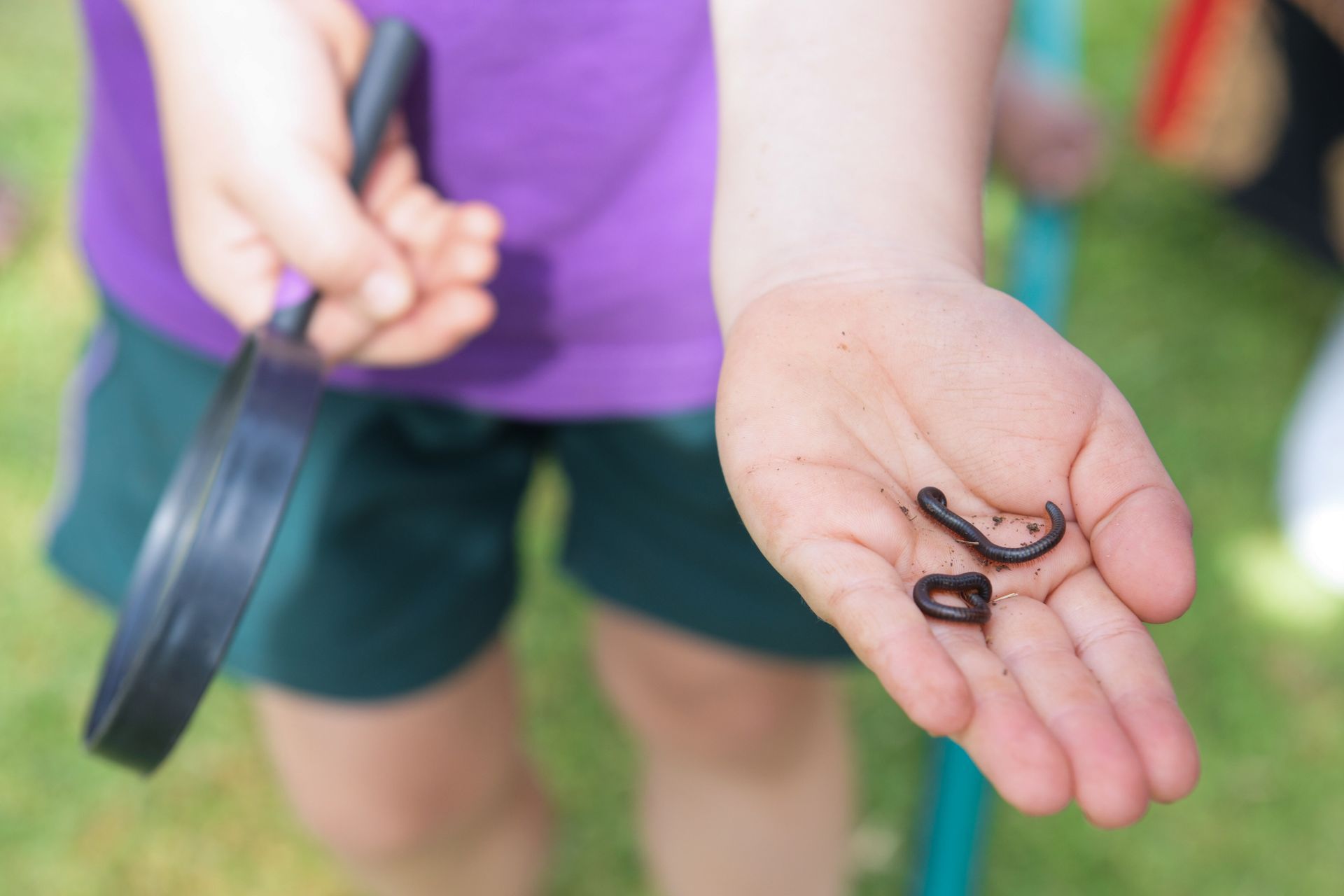 a student is holding a small black earthworm in their hand .