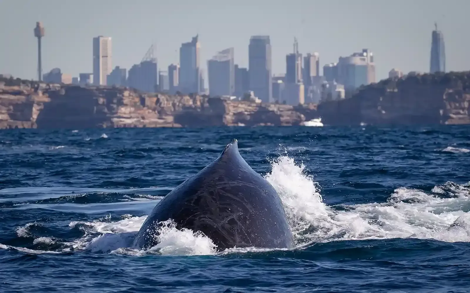 The Destination Agency - Go Whale Watching Sydney - Website Development Project