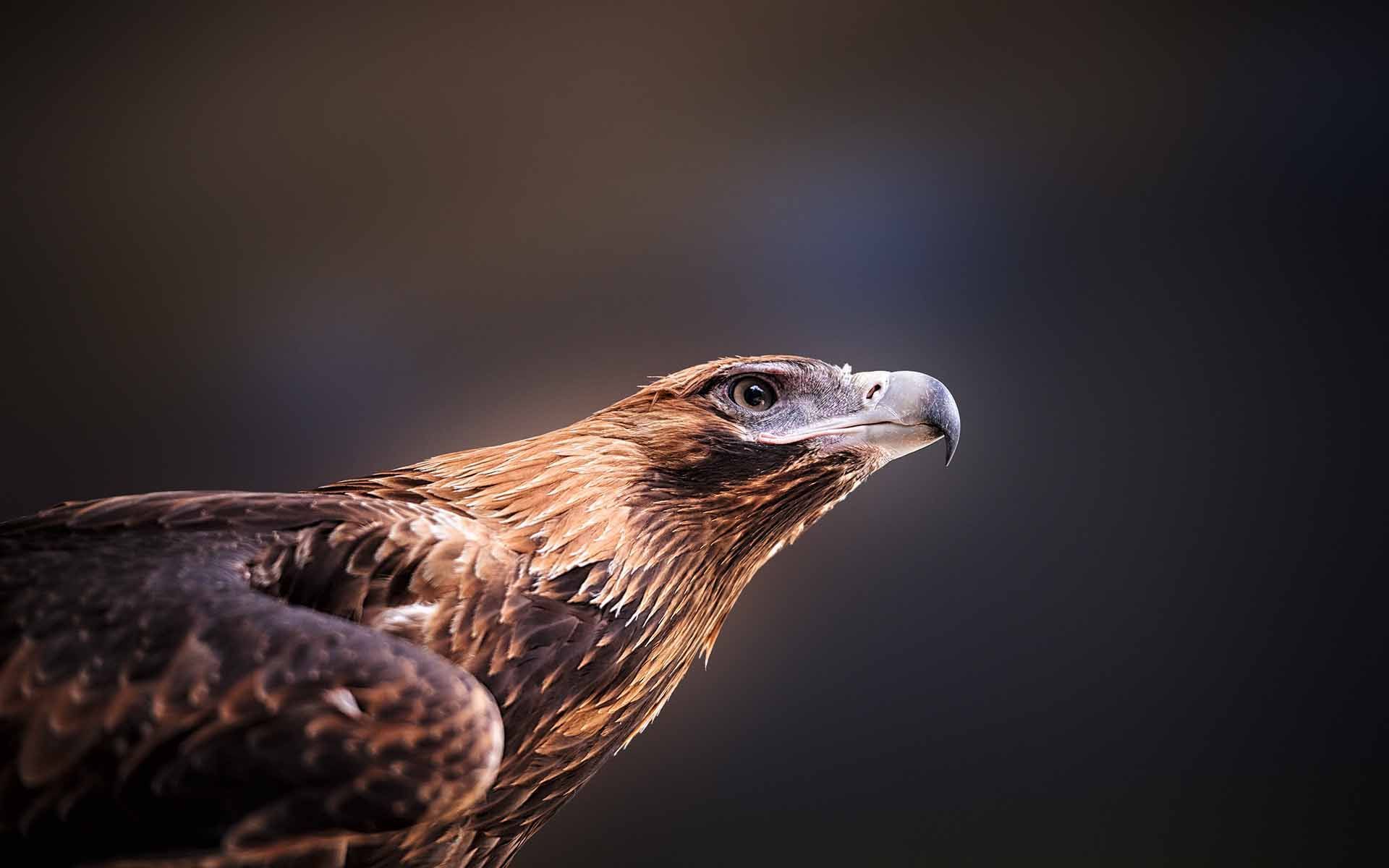 The Destination Agency, Sapphire Coast - Australian Raptor Care  - Marketing and Project