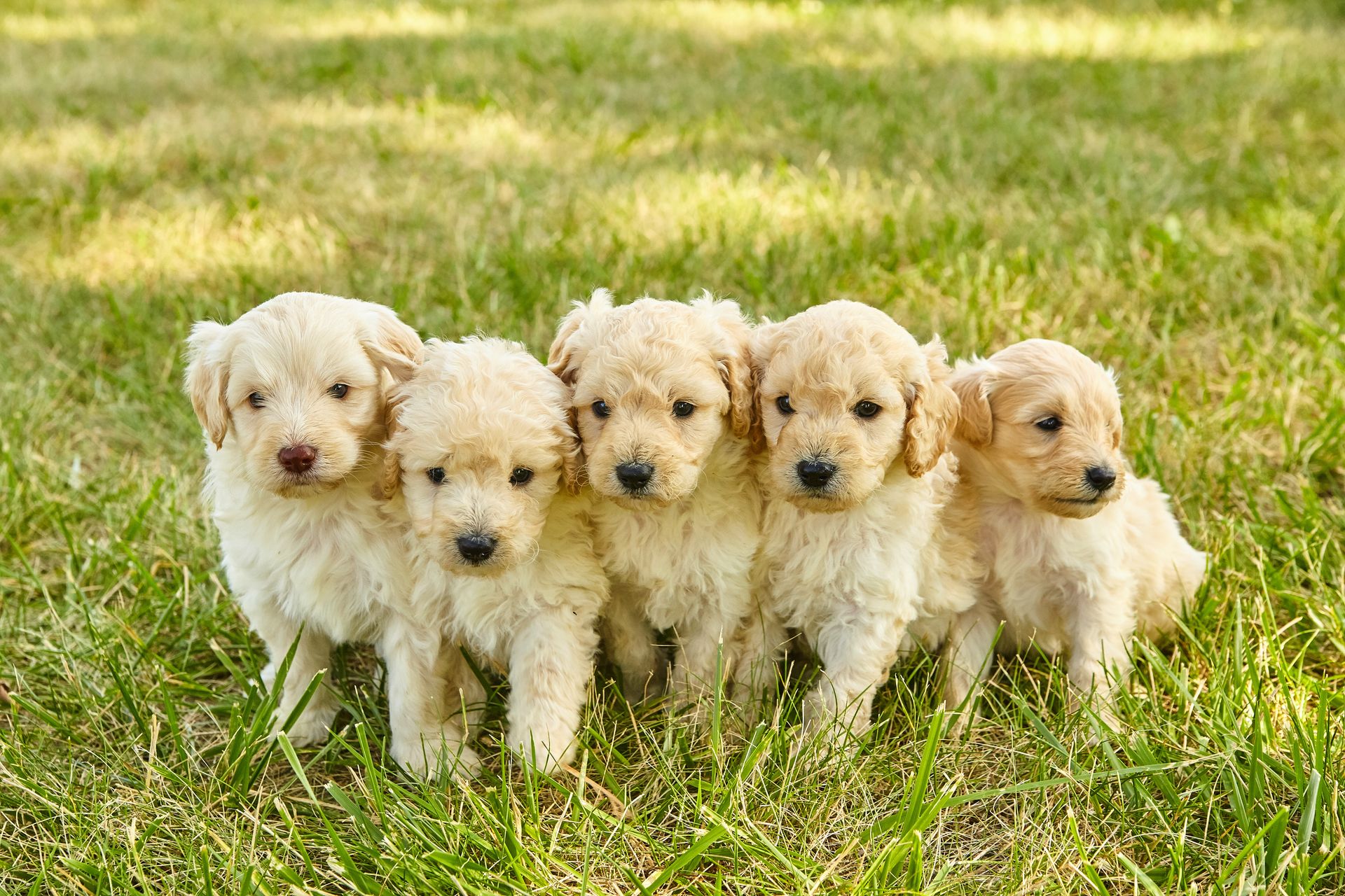 Goldendoodle & Bernedoodle Puppies Adorable Doodle Puppies