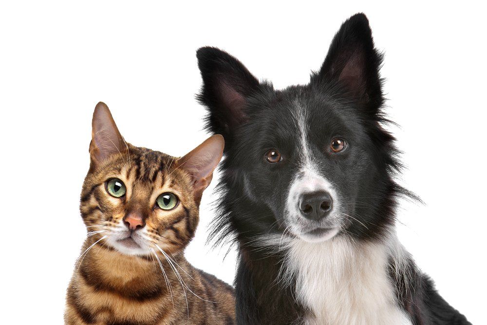 RMM - clínica veterinária