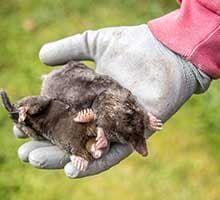 Gloved hand holding a small brown mole with pink paws outdoors