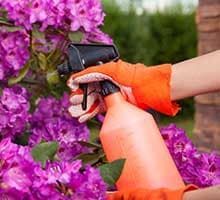 Hands in orange gloves spraying purple flowers with a black misting bottle.