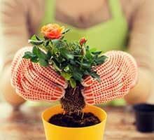 Gloved hands potting a small rose plant in a yellow pot