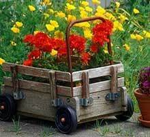 Wooden wagon planter filled with red flowers in a garden, with yellow blooms behind it.