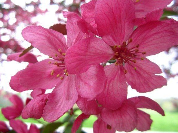 Close-up of bright pink cherry blossoms with green leaves against a blurred background