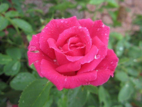 Pink rose in bloom with water droplets against a blurred green background