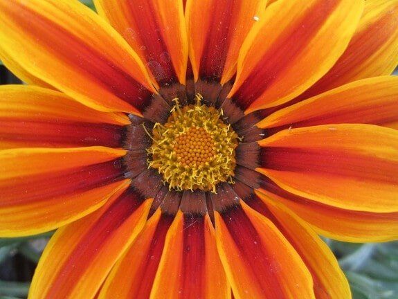 Close-up of an orange and yellow flower with a dark center and blurred green background