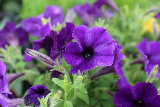Purple petunia flowers in bloom with green foliage in a garden