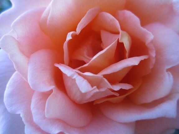 Close-up of a soft pink rose blossom with layered petals
