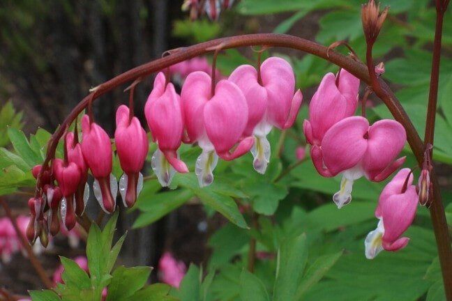 Pink bleeding heart flowers arching on a stem in a garden