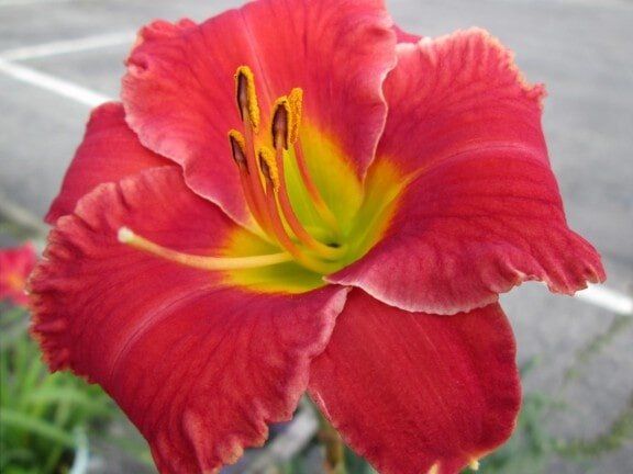 Close-up of a red daylily with yellow-green center against a blurred gray background