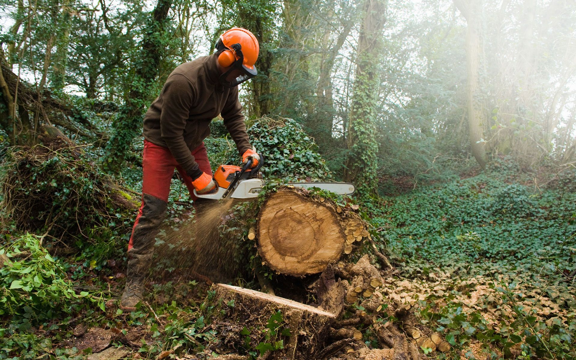 A man is cutting a tree trunk with a chainsaw in the woods.