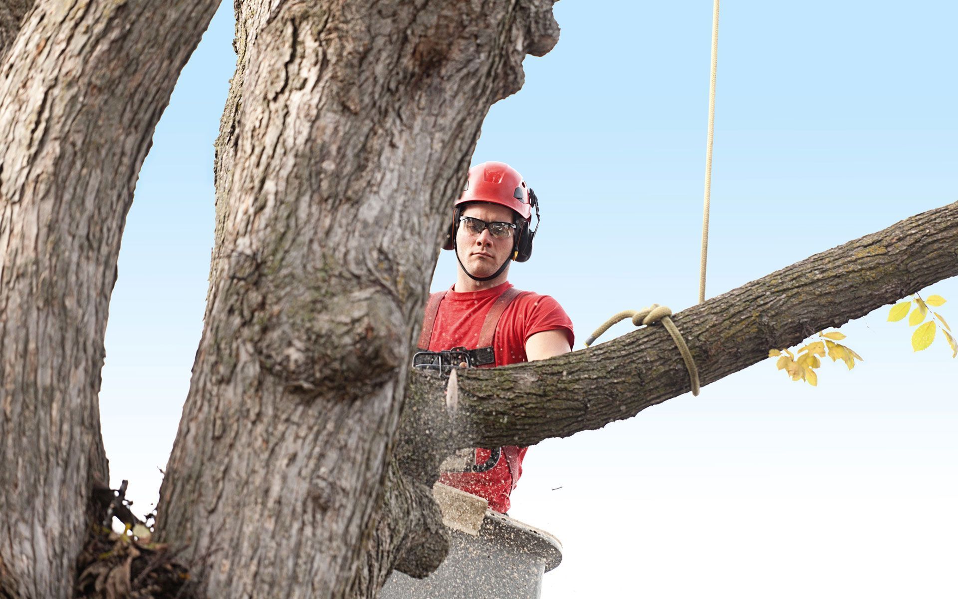 A man is cutting a tree branch with a chainsaw.