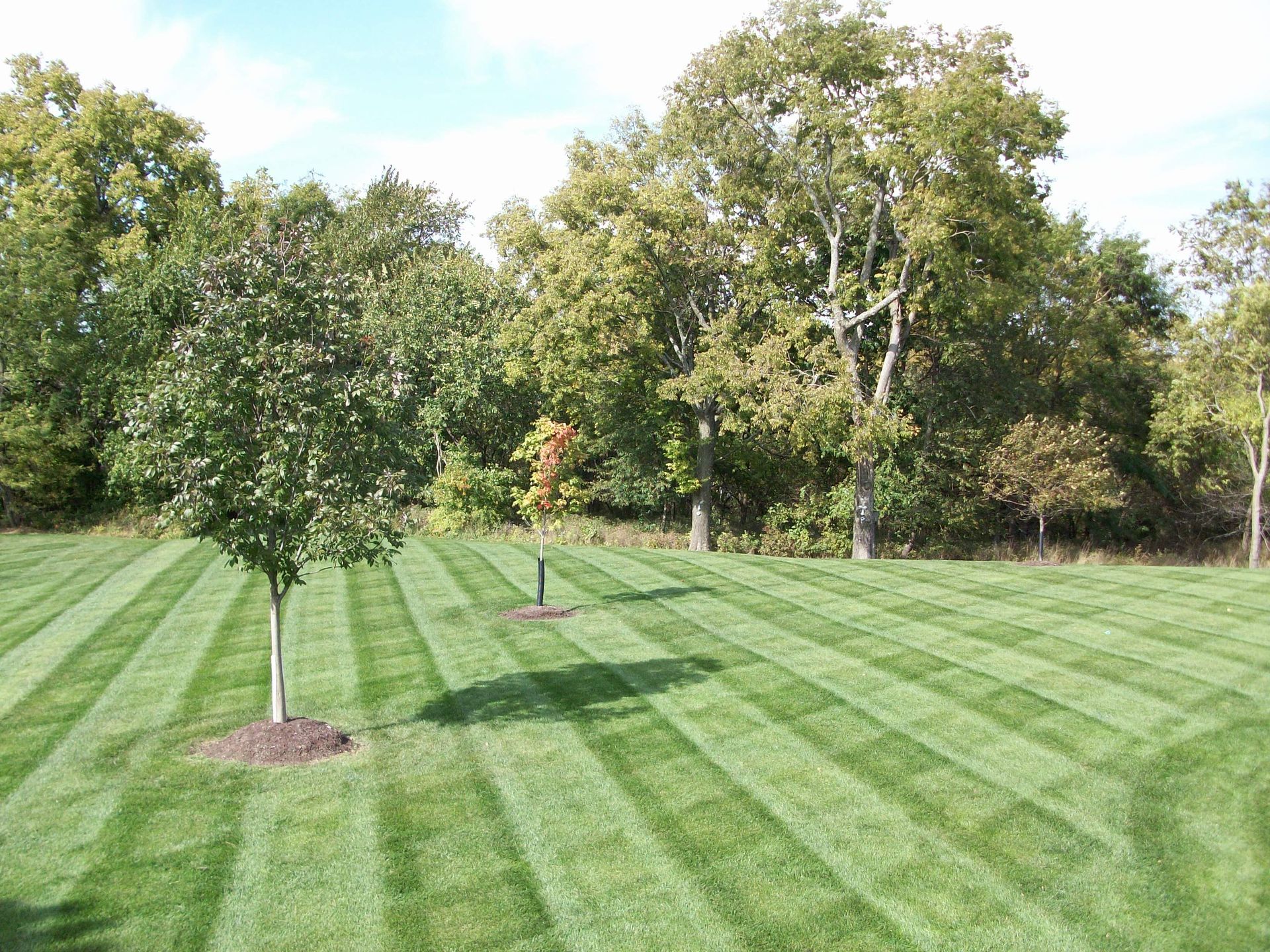 Young tree on a striped mowed lawn with trees in the background under a clear sky