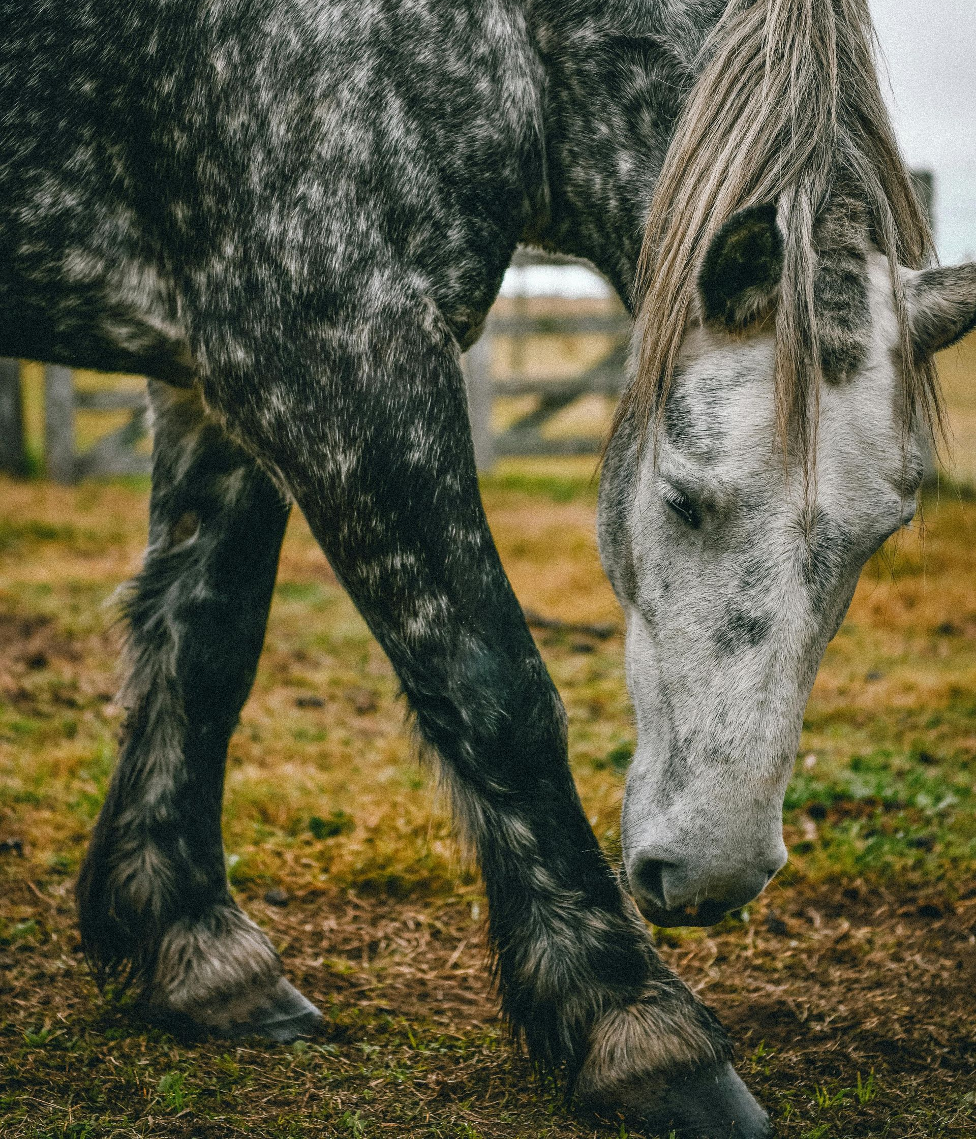 Help Horses in Need