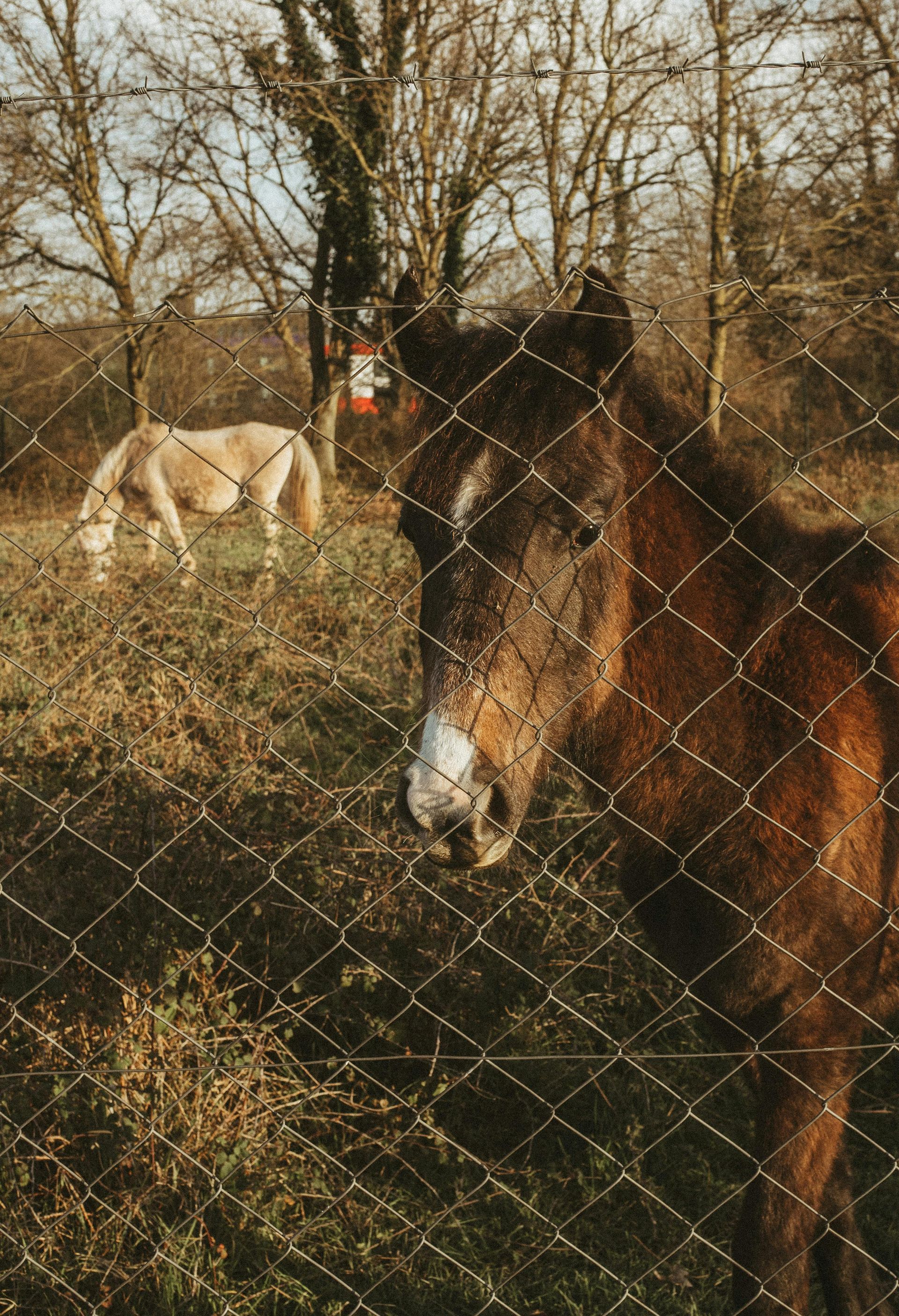 Donate to Rescue a Horse