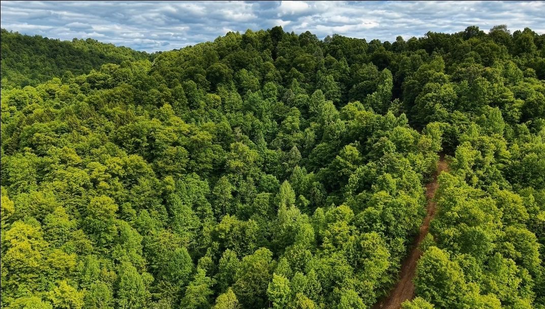 Aerial view of dense green forest with a narrow dirt path cutting through the trees