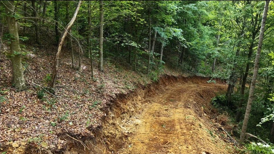 Dirt trail curving through a green forest with trees and dry leaves on the ground