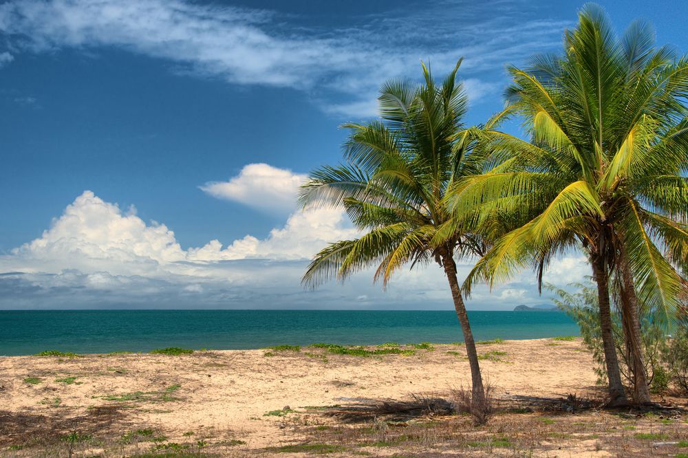 Cairns Northern Beaches with Coconut Tree — T & T Scaffolding in Cairns, QLD
