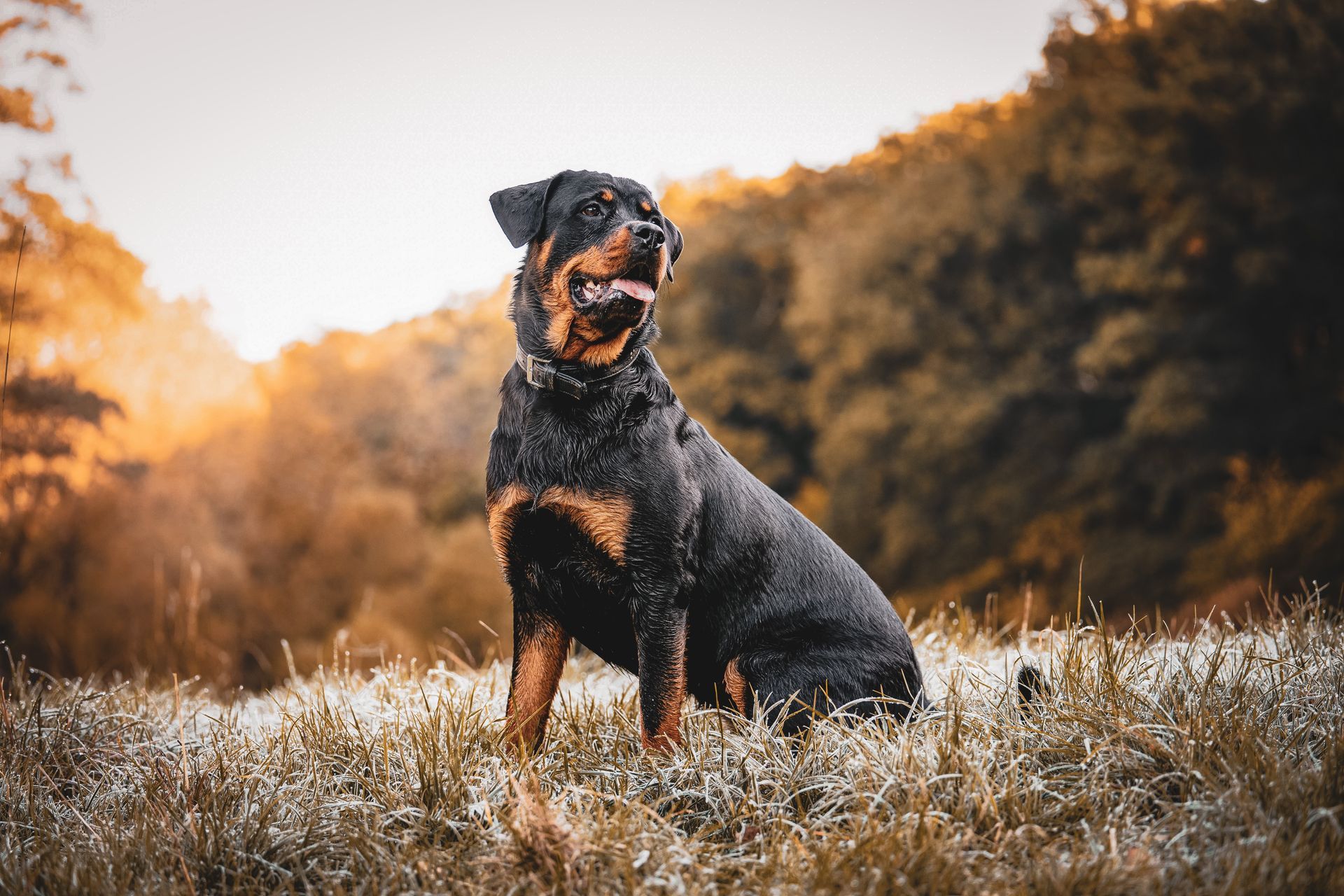 Black-and-tan dog sitting in frosty grass at sunset, with blurred trees in the background